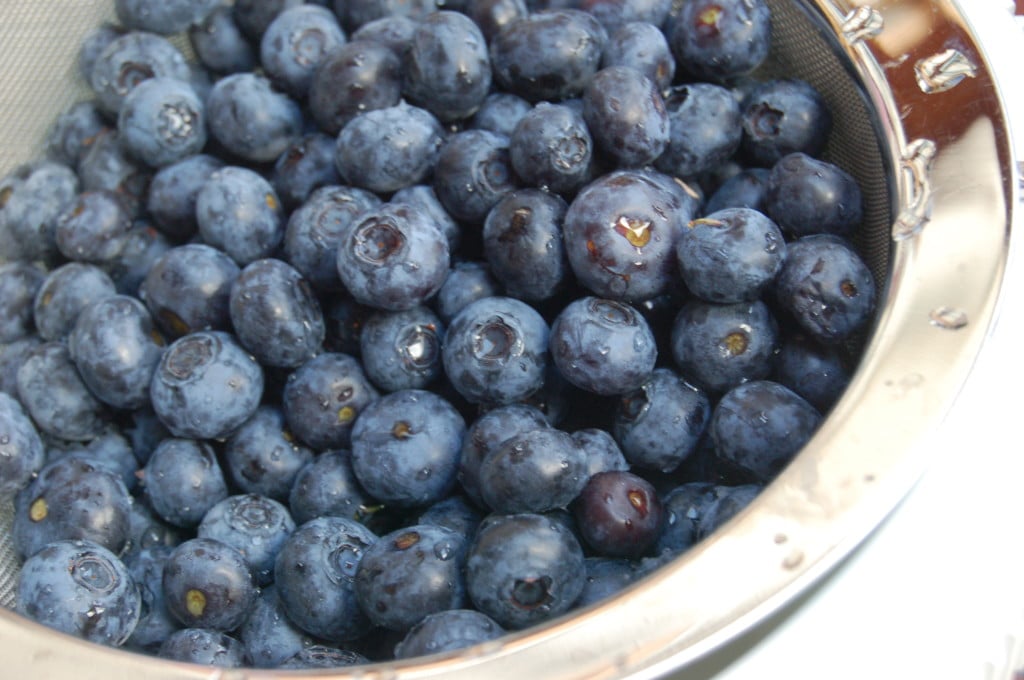 Blueberry Muffins with Yogurt - Virginia Willis