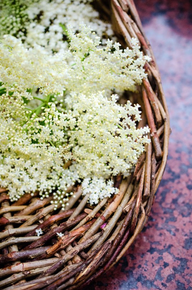 Read more about the article Eat Wild: Elderflower Cordial